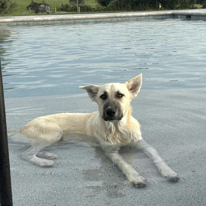 Enlarge Hannah, a Adopted mixed breed in Boston, MA image 2/4