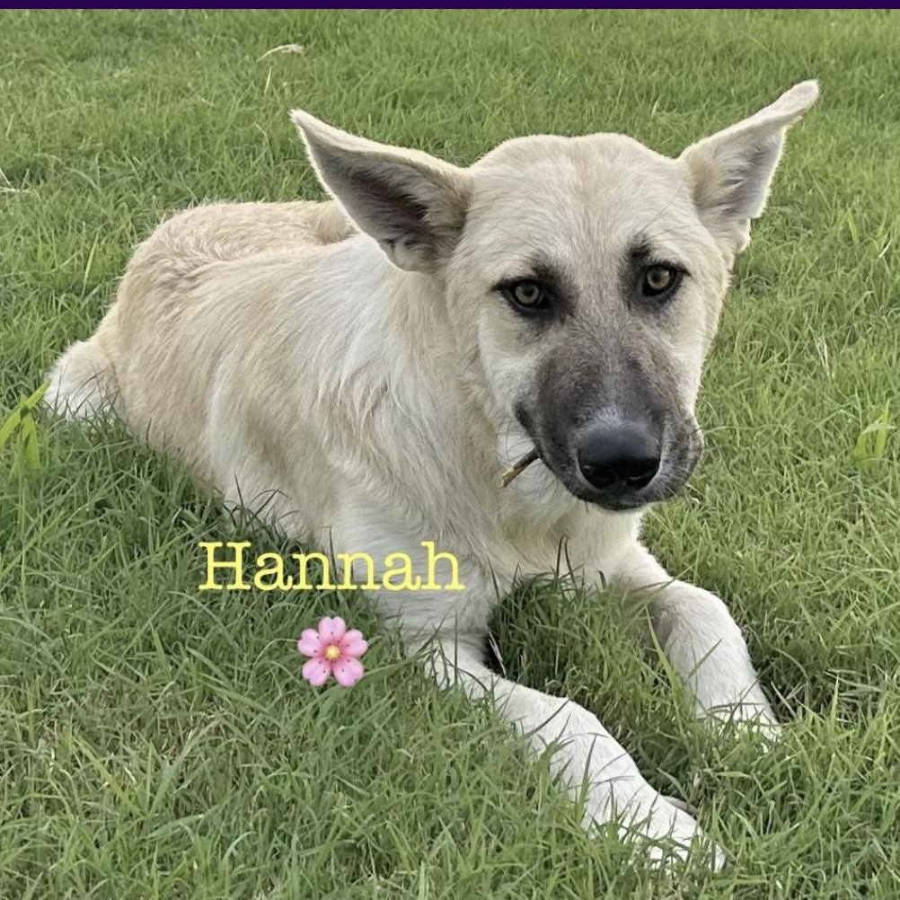 Hannah, Adopted, Puppy Female German Shepherd Dog & Mixed Breed.