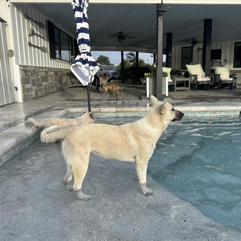 Enlarge Hannah, a Adopted mixed breed in Boston, MA image 3/4