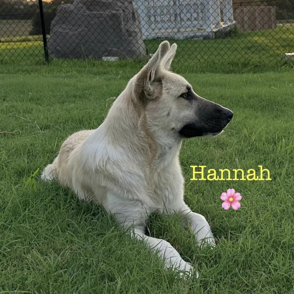 Enlarge Hannah, a Adopted mixed breed in Boston, MA image 4/4