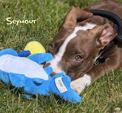 Seymour, a Adoptable mixed breed in Mason, MI image 1/3