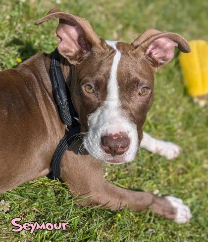 Seymour, a Adoptable mixed breed in Mason, MI image 2/3