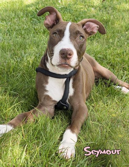 Seymour, a Adoptable mixed breed in Mason, MI image 3/3