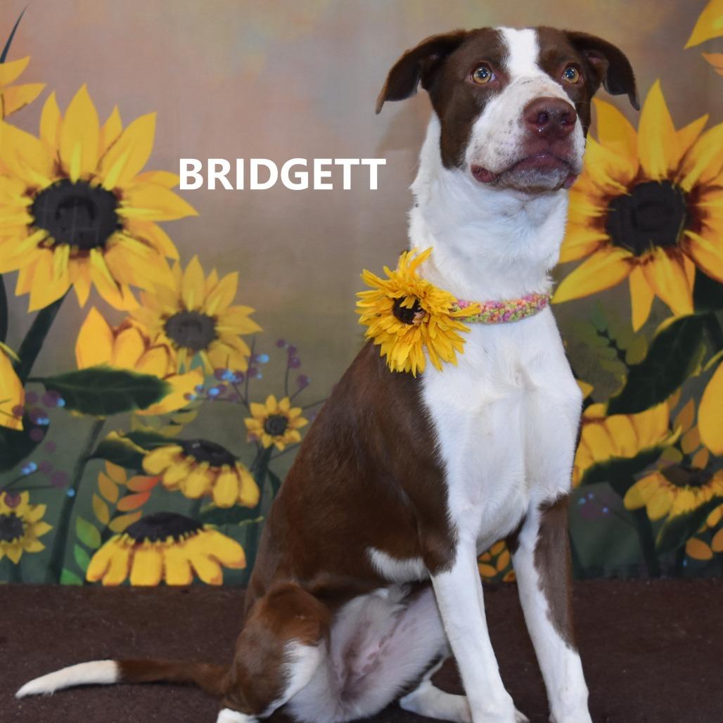 Bridgett, Adoptable, Adult Female Mixed Breed.