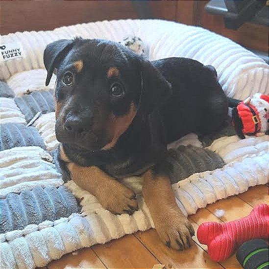 Enlarge Bouquet D67852, a Adoptable Pit Bull Terrier in Minnetonka, MN image 1/6