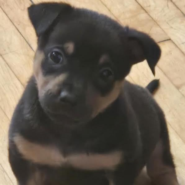 Enlarge Bouquet D67852, a Adoptable Pit Bull Terrier in Minnetonka, MN image 2/6