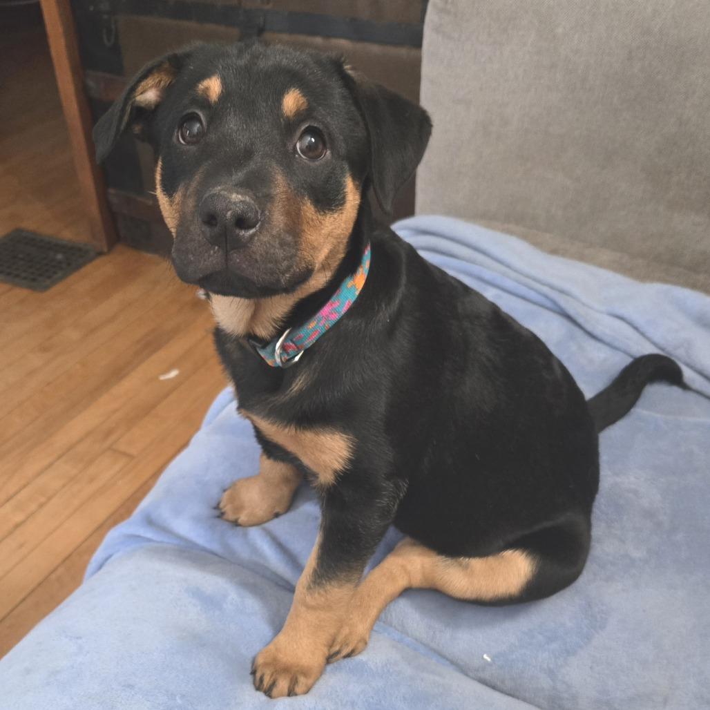 Enlarge Bouquet D67852, a Adoptable Pit Bull Terrier in Minnetonka, MN image 3/6