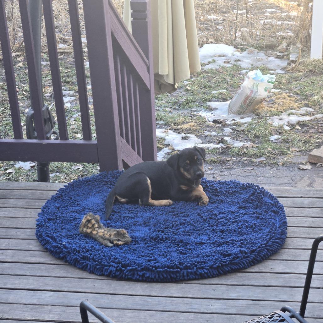 Enlarge Bouquet D67852, a Adoptable Pit Bull Terrier in Minnetonka, MN image 4/6