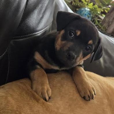 Enlarge Bouquet D67852, a Adoptable Pit Bull Terrier in Minnetonka, MN image 5/6