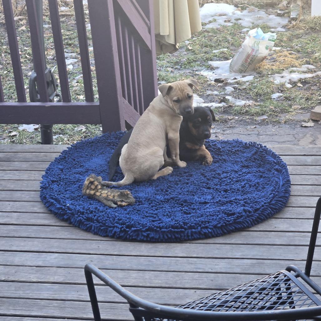 Enlarge Bouquet D67852, a Adoptable Pit Bull Terrier in Minnetonka, MN image 6/6