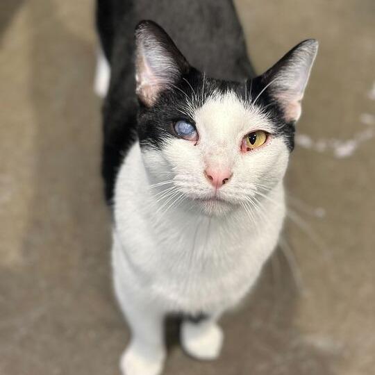 Enlarge Lou, a Adoptable mixed breed in Matteson, IL image 1/6