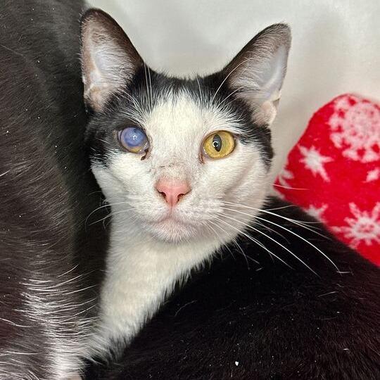 Enlarge Lou, a Adoptable mixed breed in Matteson, IL image 5/6