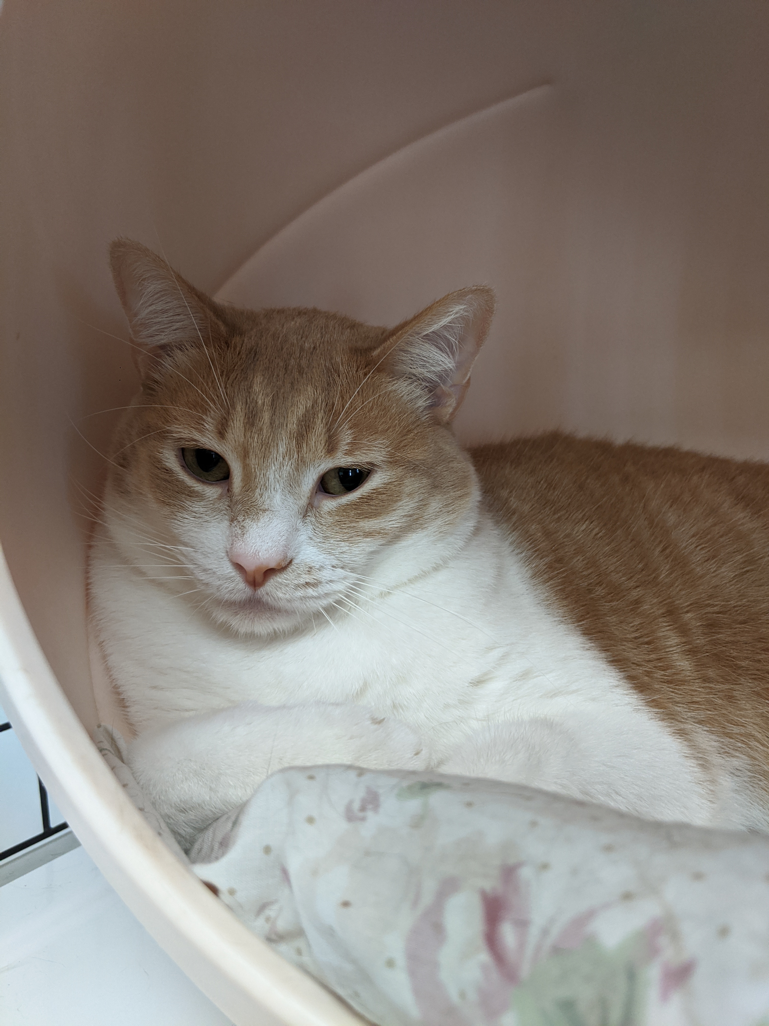 Anakin, Adoptable, Adult Male Domestic Short Hair.