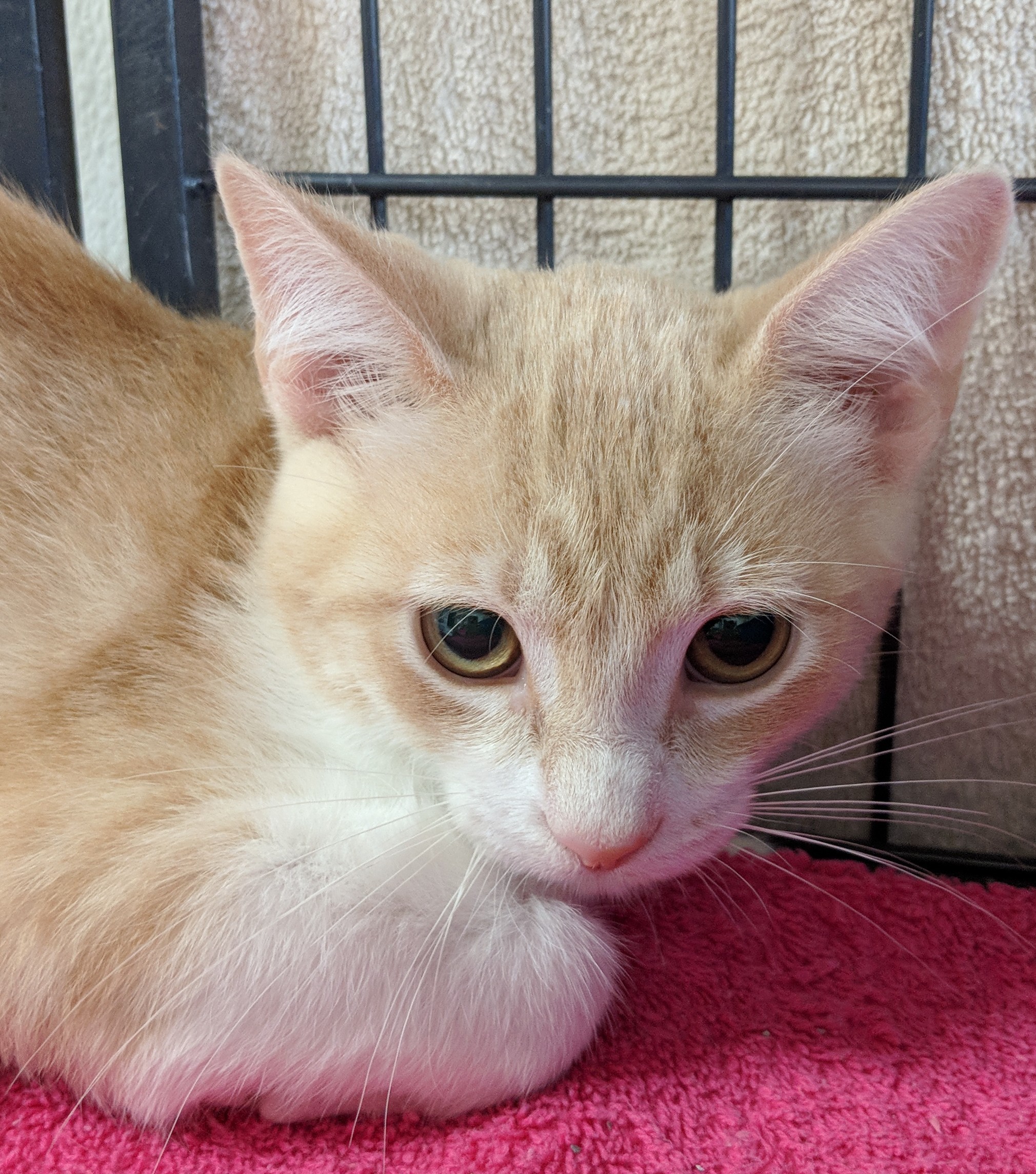 Enlarge Anakin, a Adoptable Domestic Short Hair in Decatur, IL image 2/6