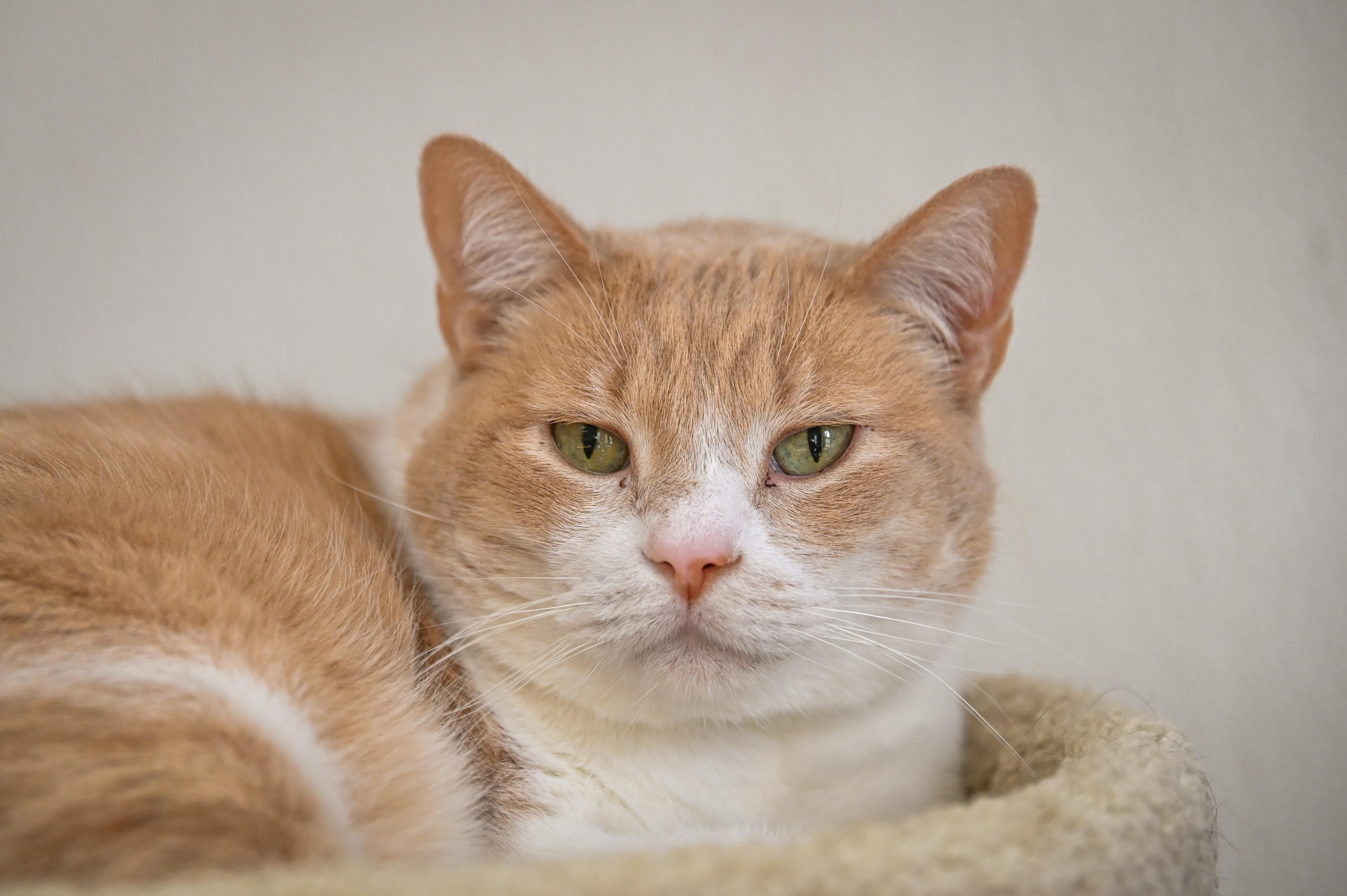 Anakin, Adoptable, Adult Male Domestic Short Hair.