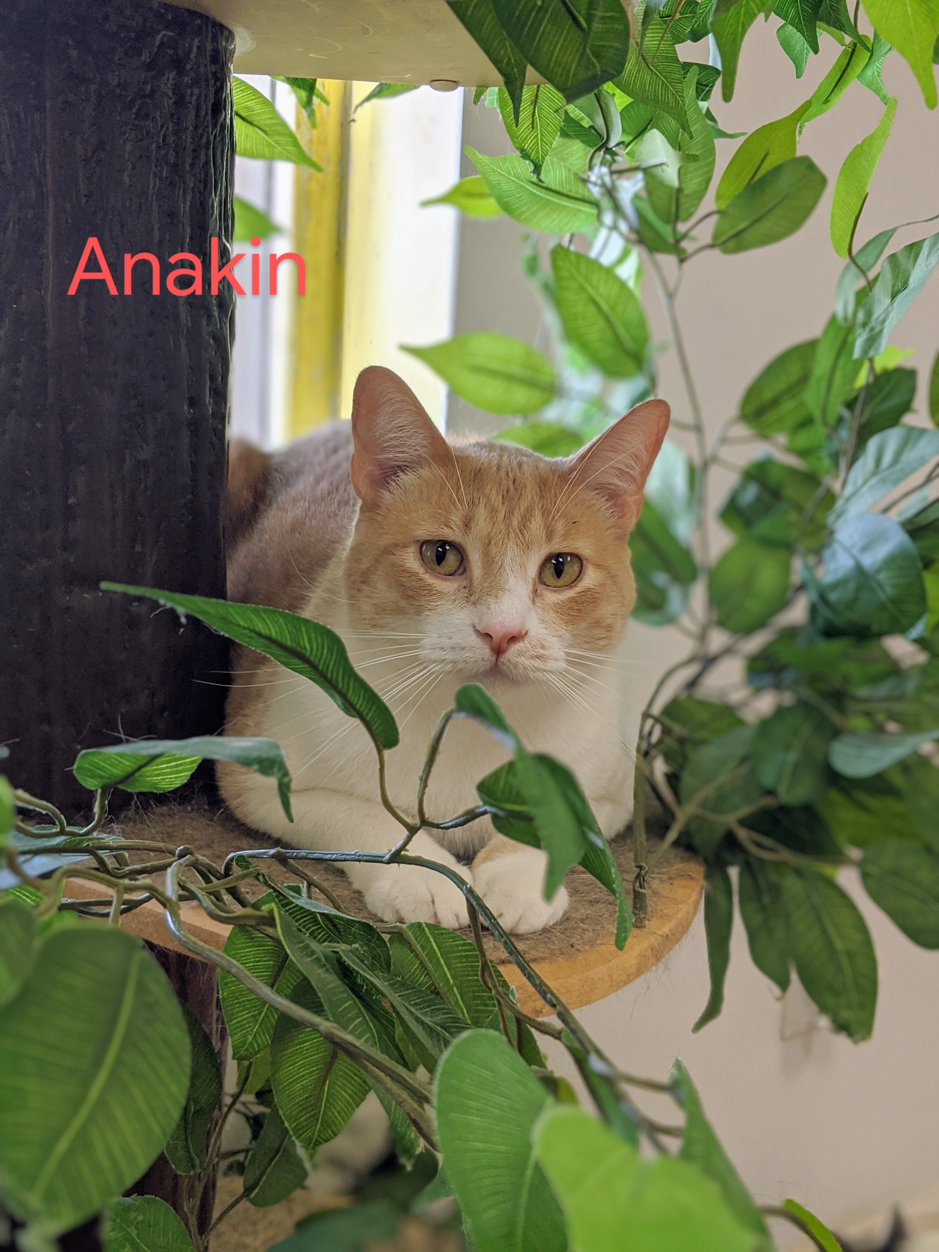 Enlarge Anakin, a Adoptable Domestic Short Hair in Decatur, IL image 3/6
