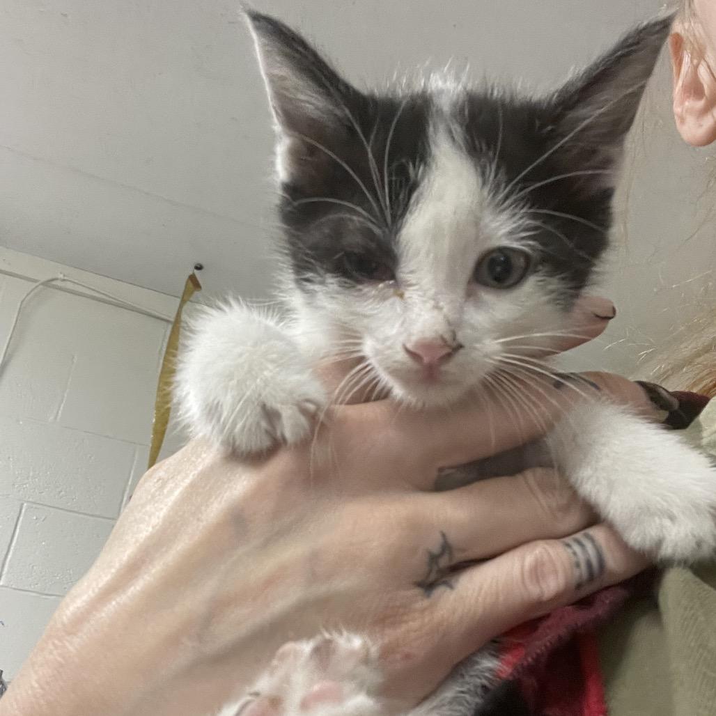 Bishop, Adoptable, Kitten Male Domestic Short Hair.