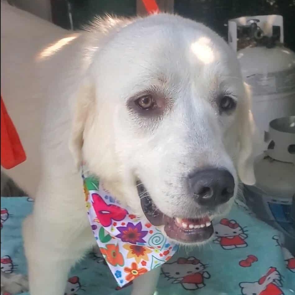 Ellie, a Adoptable Great Pyrenees in Woolwich, ME image 2/3