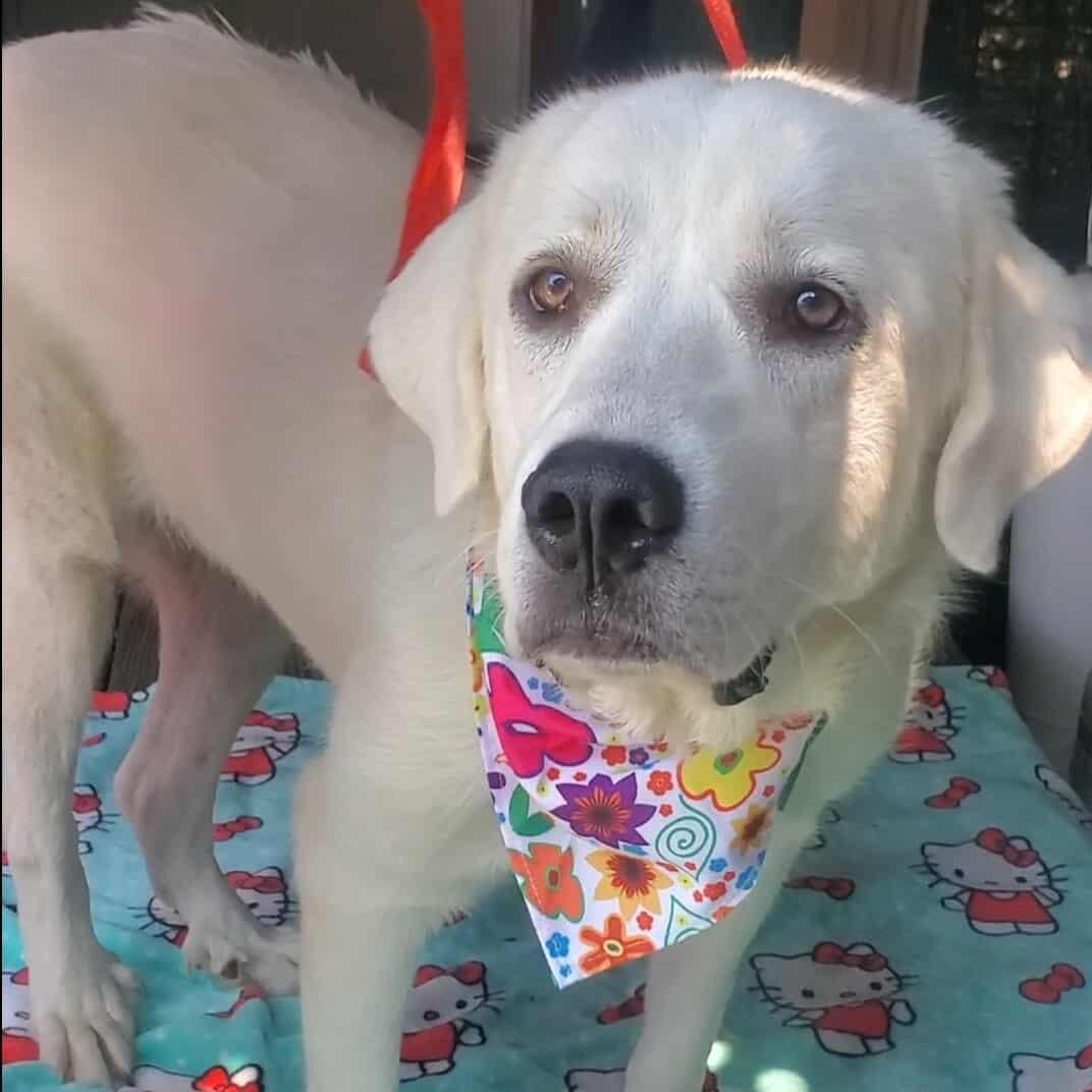 Ellie, Adoptable, Adult Female Great Pyrenees.