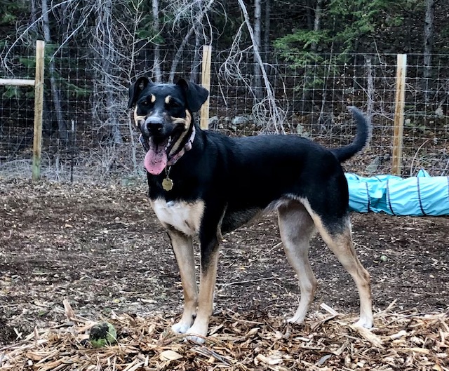 Siouxie, adopted, Young Female Collie & Australian Shepherd.