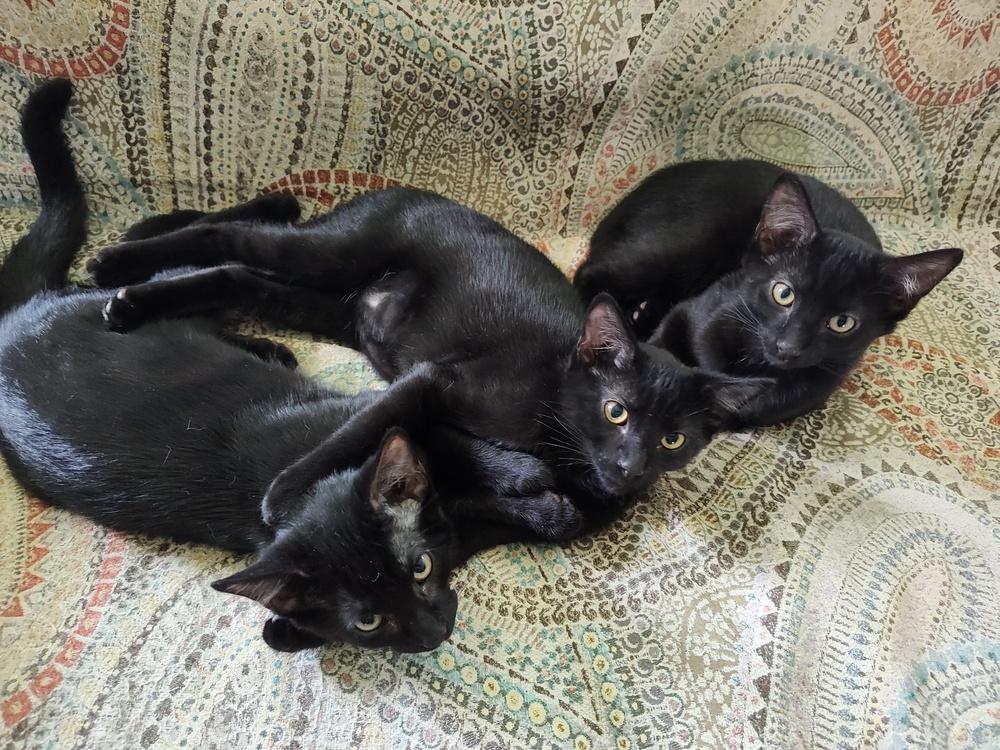 Habenero, Adoptable, Kitten Male Domestic Short Hair.