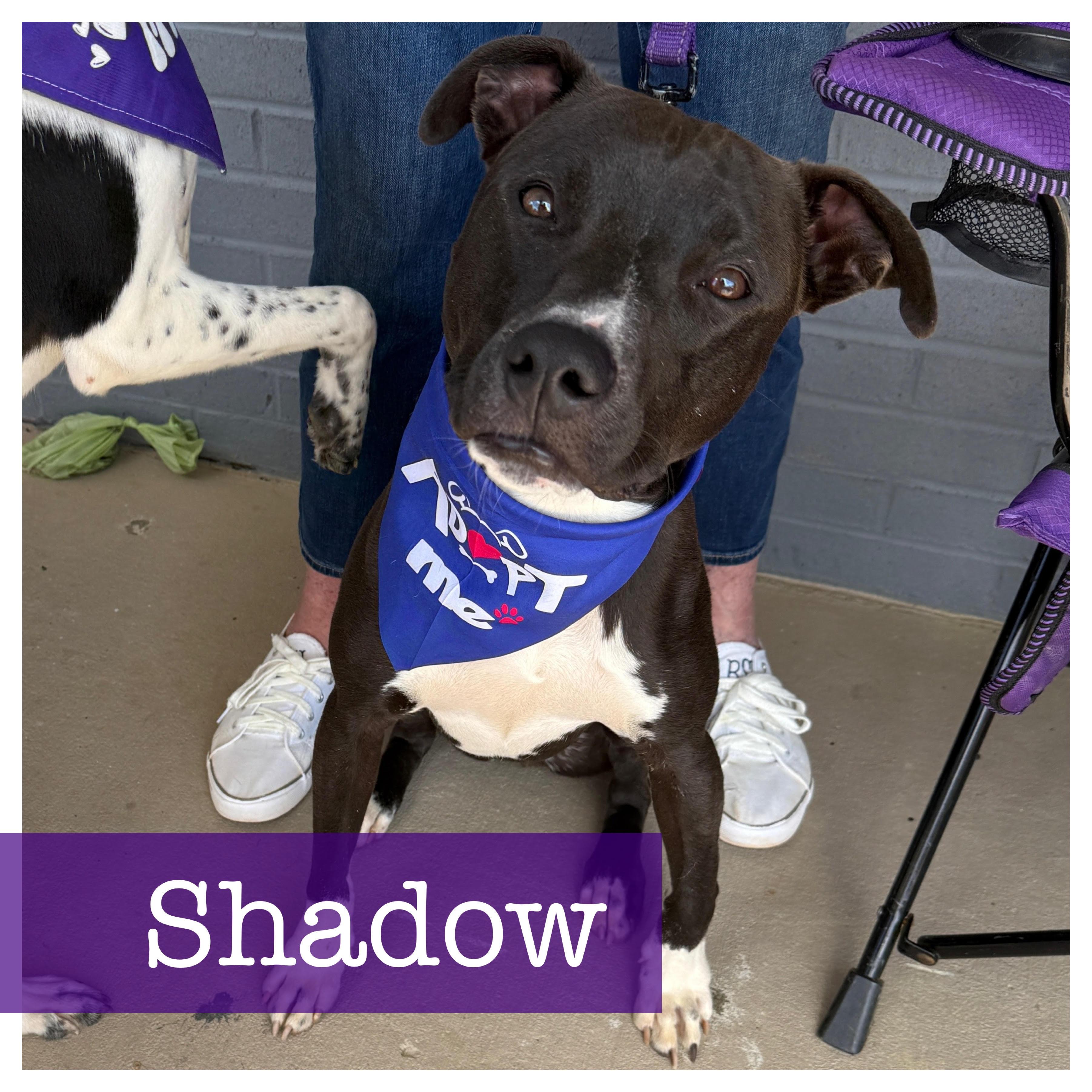 Shadow, Adoptable, Adult Male Black Labrador Retriever & Terrier.