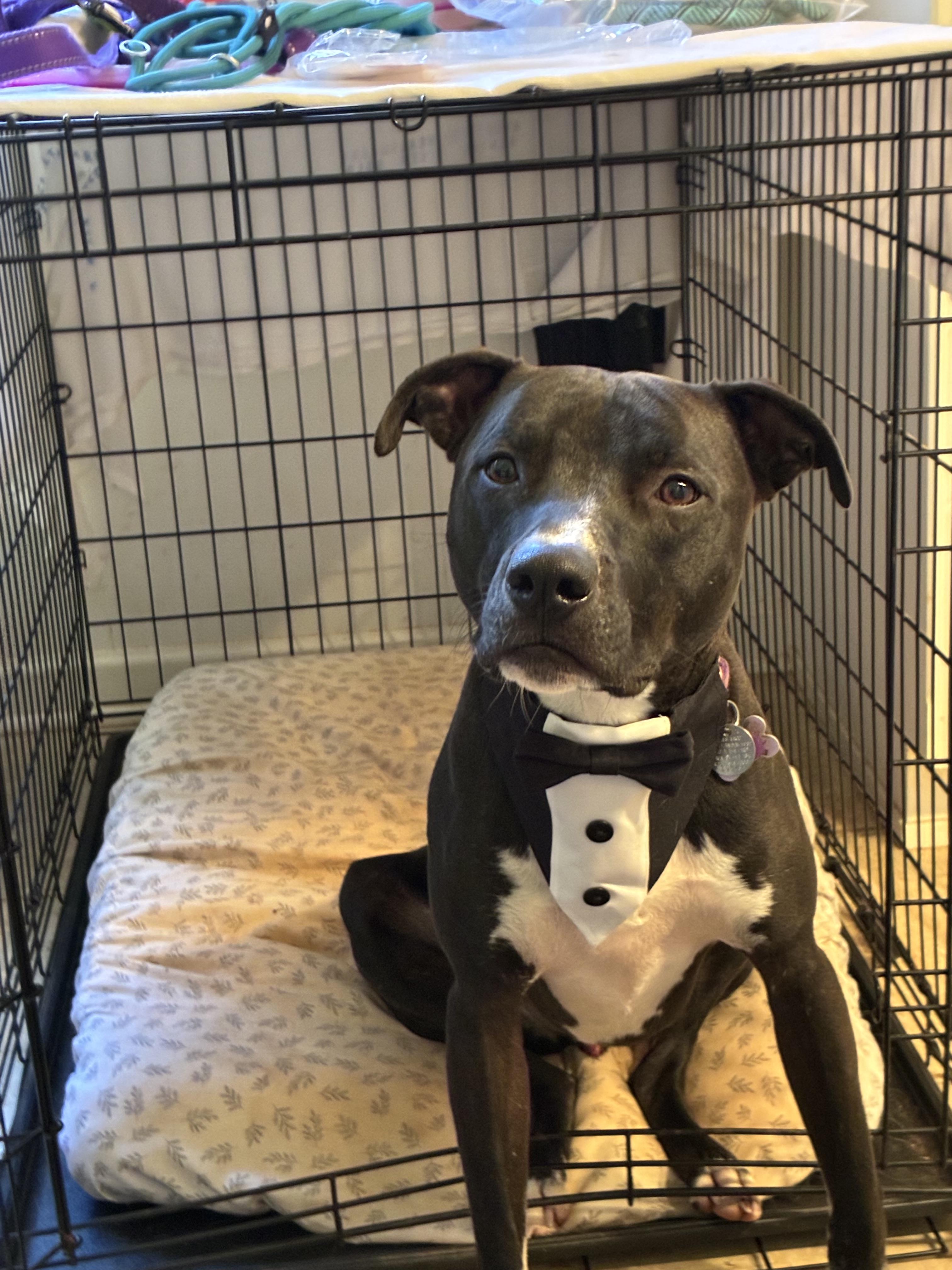 Enlarge Shadow, a Adoptable mixed breed in Cumming, GA image 2/5