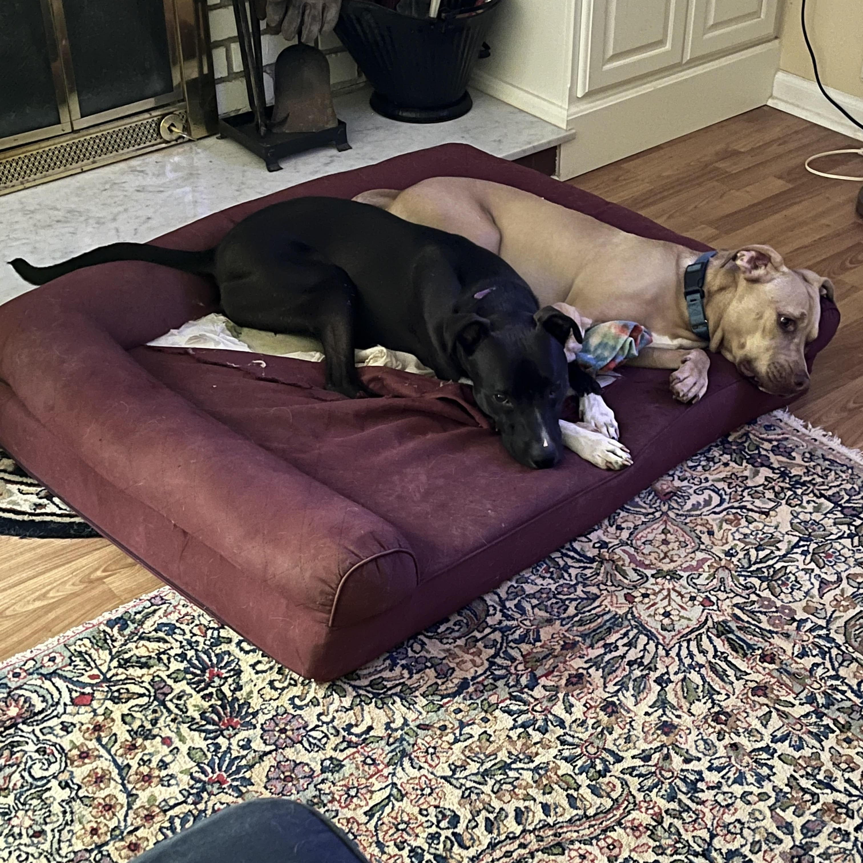 Enlarge Shadow, a Adoptable mixed breed in Cumming, GA image 4/5