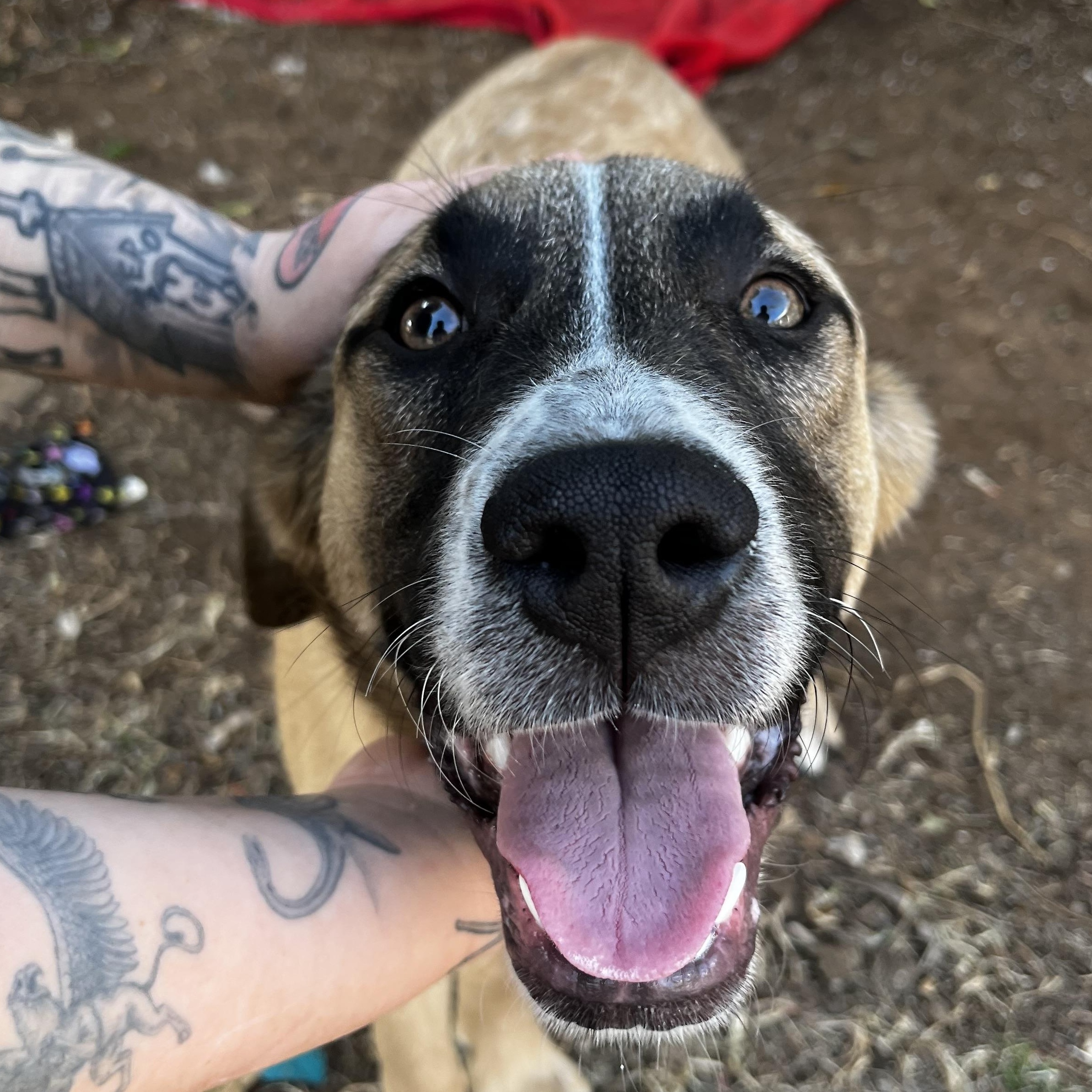Enlarge Bandito, a Adoptable mixed breed in Highlands Ranch, CO image 2/5