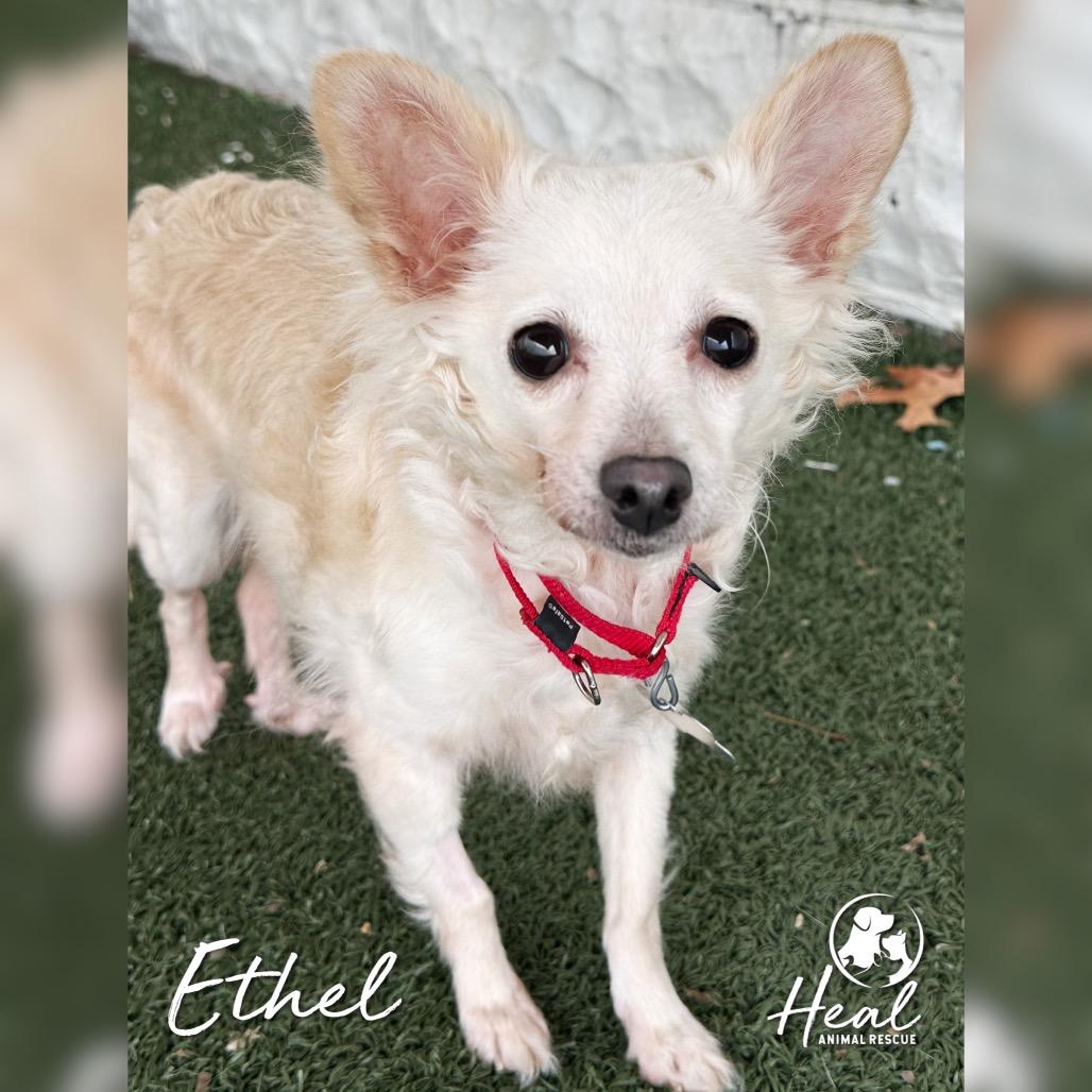 Enlarge Ethel, a Adoptable mixed breed in Youngwood, PA image 1/4