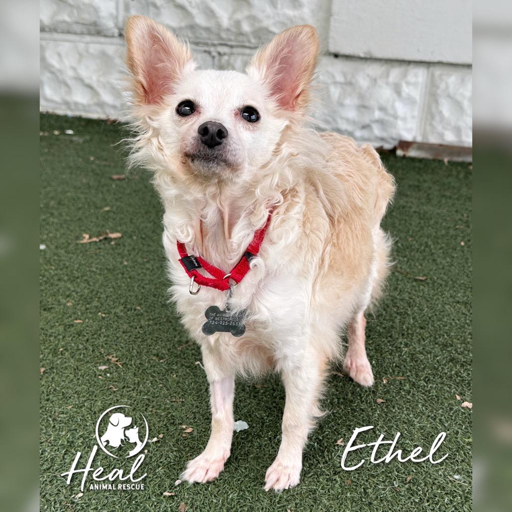 Enlarge Ethel, a Adoptable mixed breed in Youngwood, PA image 2/4