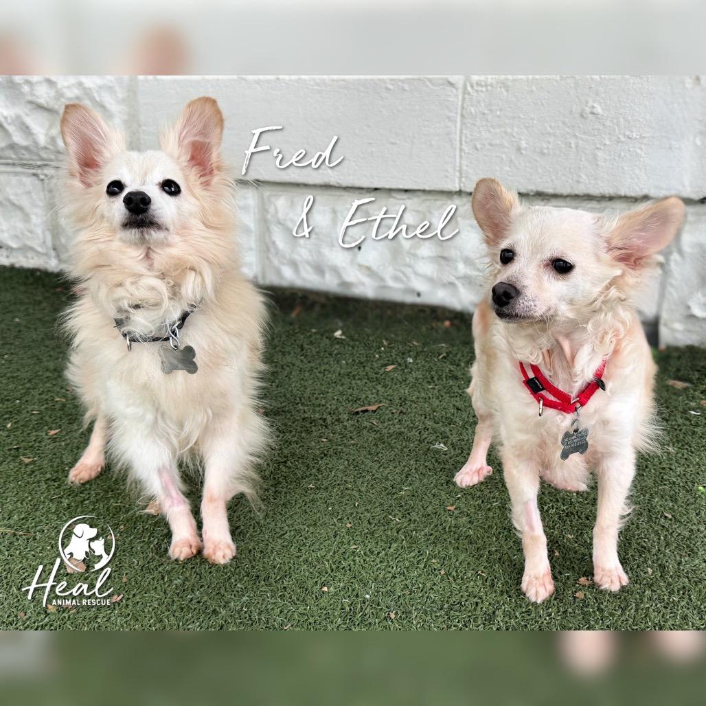 Enlarge Ethel, a Adoptable mixed breed in Youngwood, PA image 3/4