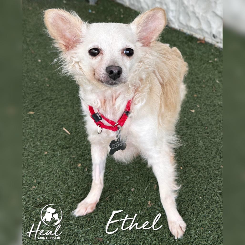Enlarge Ethel, a Adoptable mixed breed in Youngwood, PA image 4/4