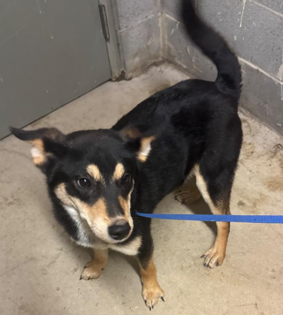 Garland, Adoptable, Young Male Mixed Breed.