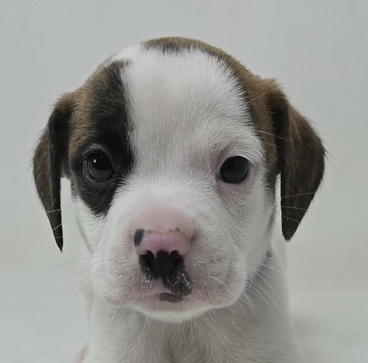Enlarge Zulu King, an adopted mixed breed in Newport, TN image 1/4
