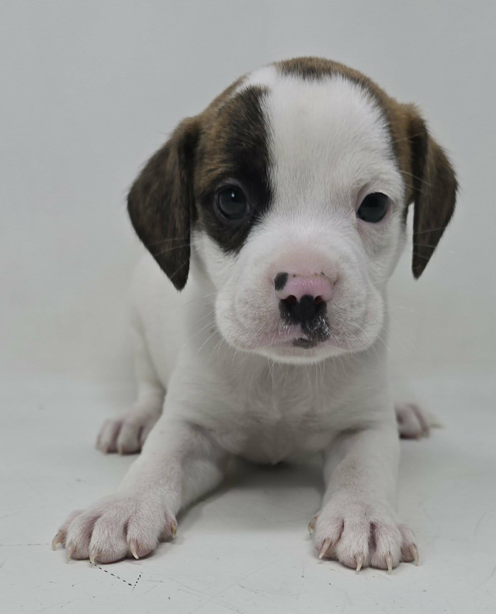 Enlarge Zulu King, an adopted mixed breed in Newport, TN image 3/4