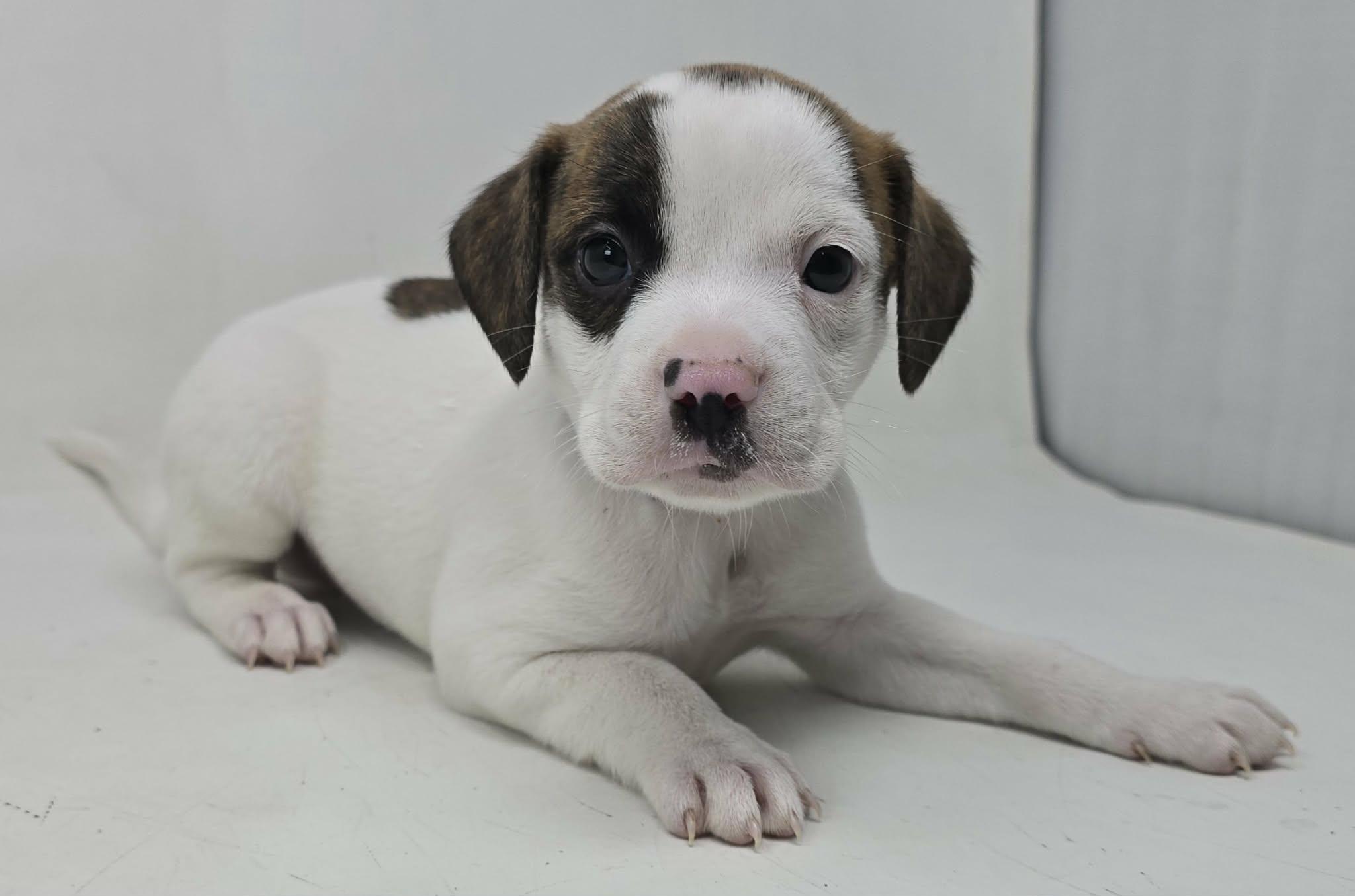 Enlarge Zulu King, an adopted mixed breed in Newport, TN image 2/4