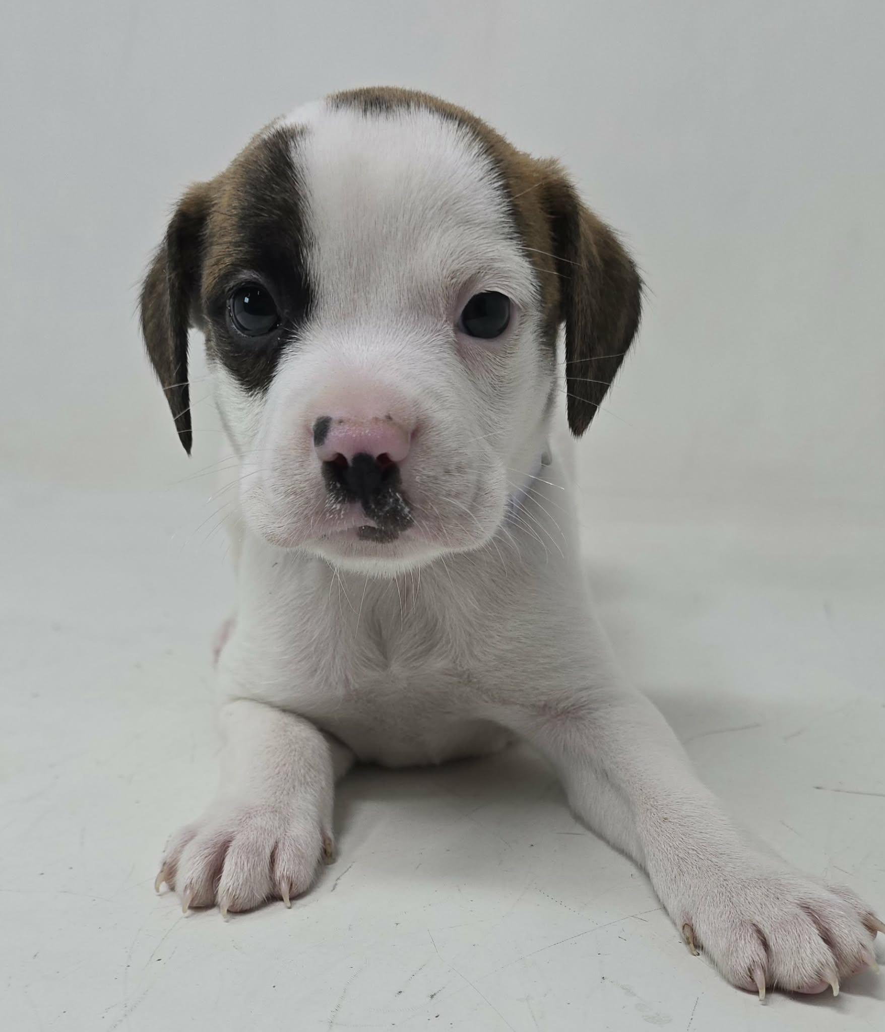 Enlarge Zulu King, an adopted mixed breed in Newport, TN image 4/4