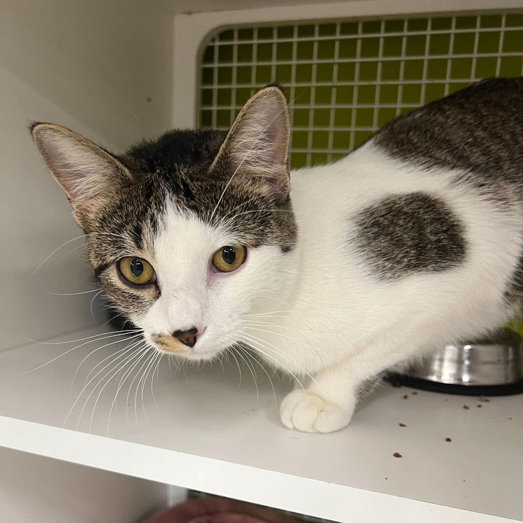 Lunabelle, a Adoptable Domestic Short Hair in St. Paul, MN image 1/4