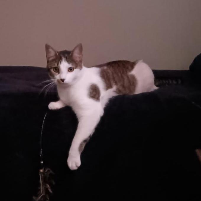 Lunabelle, a Adoptable Domestic Short Hair in St. Paul, MN image 2/4