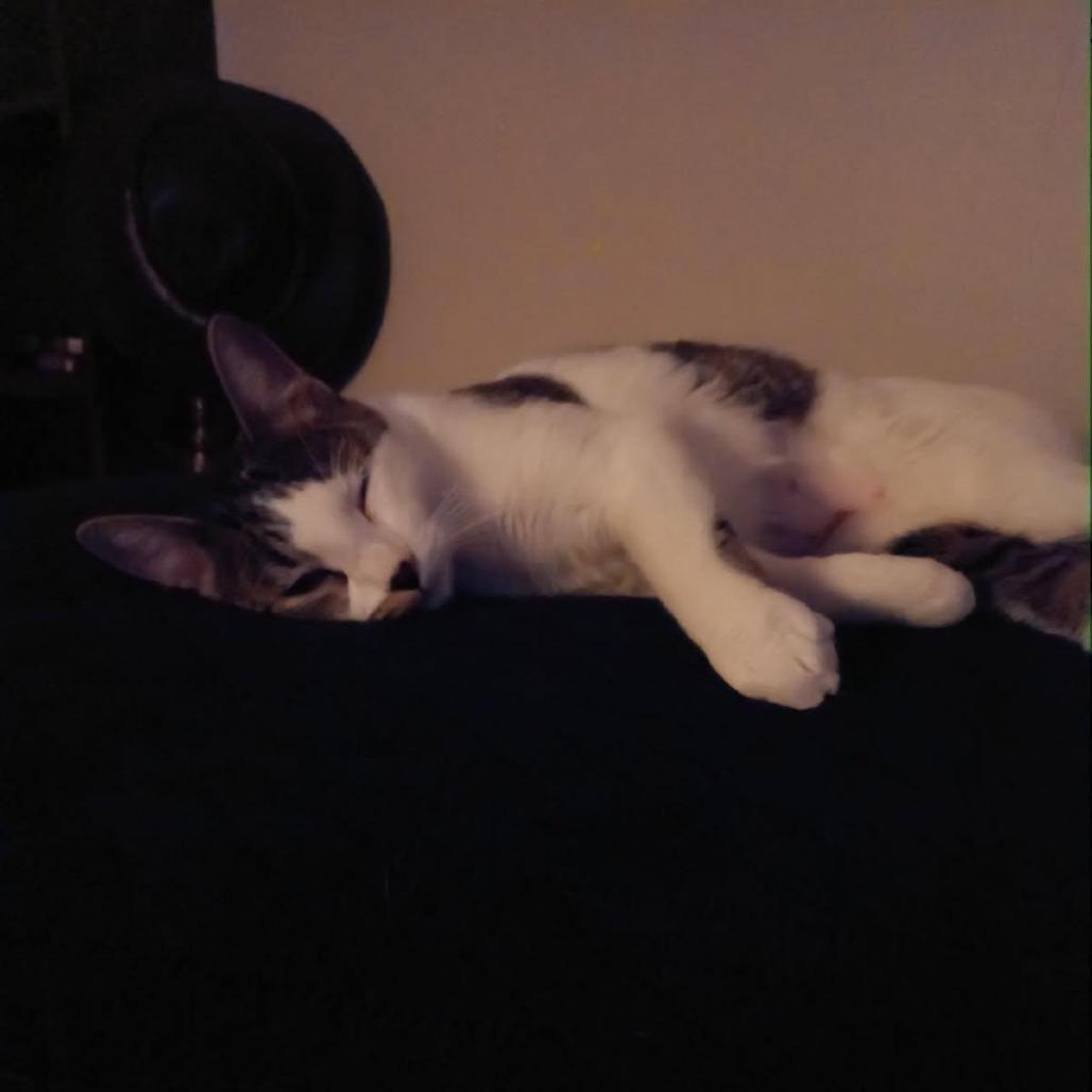 Lunabelle, a Adoptable Domestic Short Hair in St. Paul, MN image 3/4