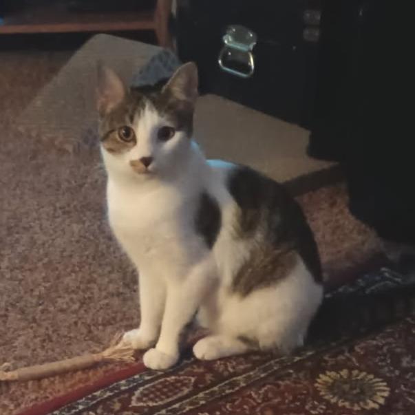 Lunabelle, a Adoptable Domestic Short Hair in St. Paul, MN image 4/4