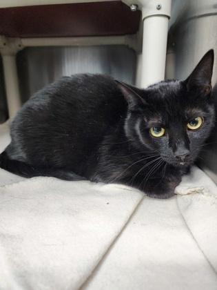 Enlarge Sissy, a Adoptable mixed breed in Reidsville, NC image 1/3