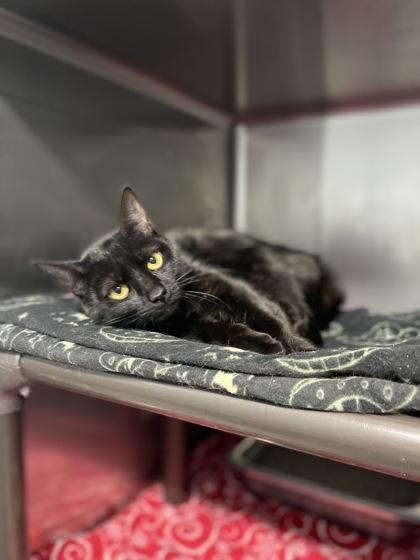 Enlarge Sissy, a Adoptable mixed breed in Reidsville, NC image 2/3