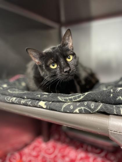 Enlarge Sissy, a Adoptable mixed breed in Reidsville, NC image 3/3