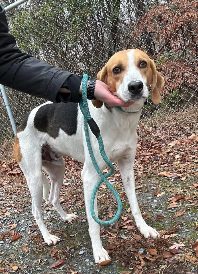 Chipper, ADOPTABLE, Young Male Hound.