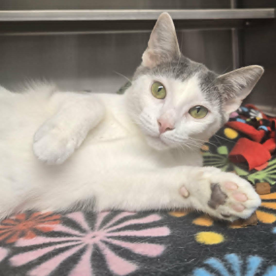 Gerbil (Petco), adopted, Young Female Domestic Short Hair.
