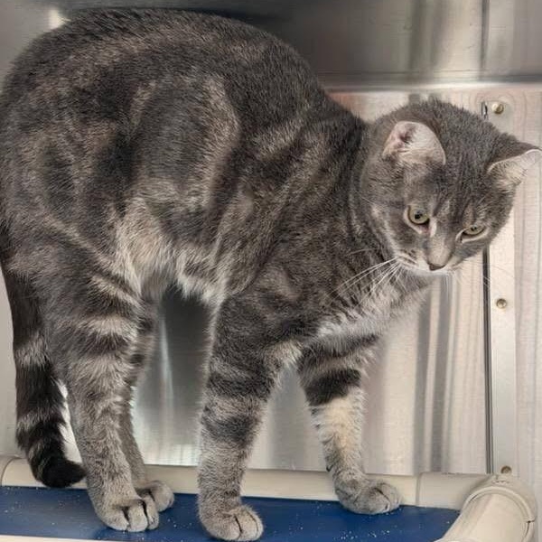 Enlarge Lilly, a ADOPTABLE Domestic Short Hair in Charlestown, RI image 3/3