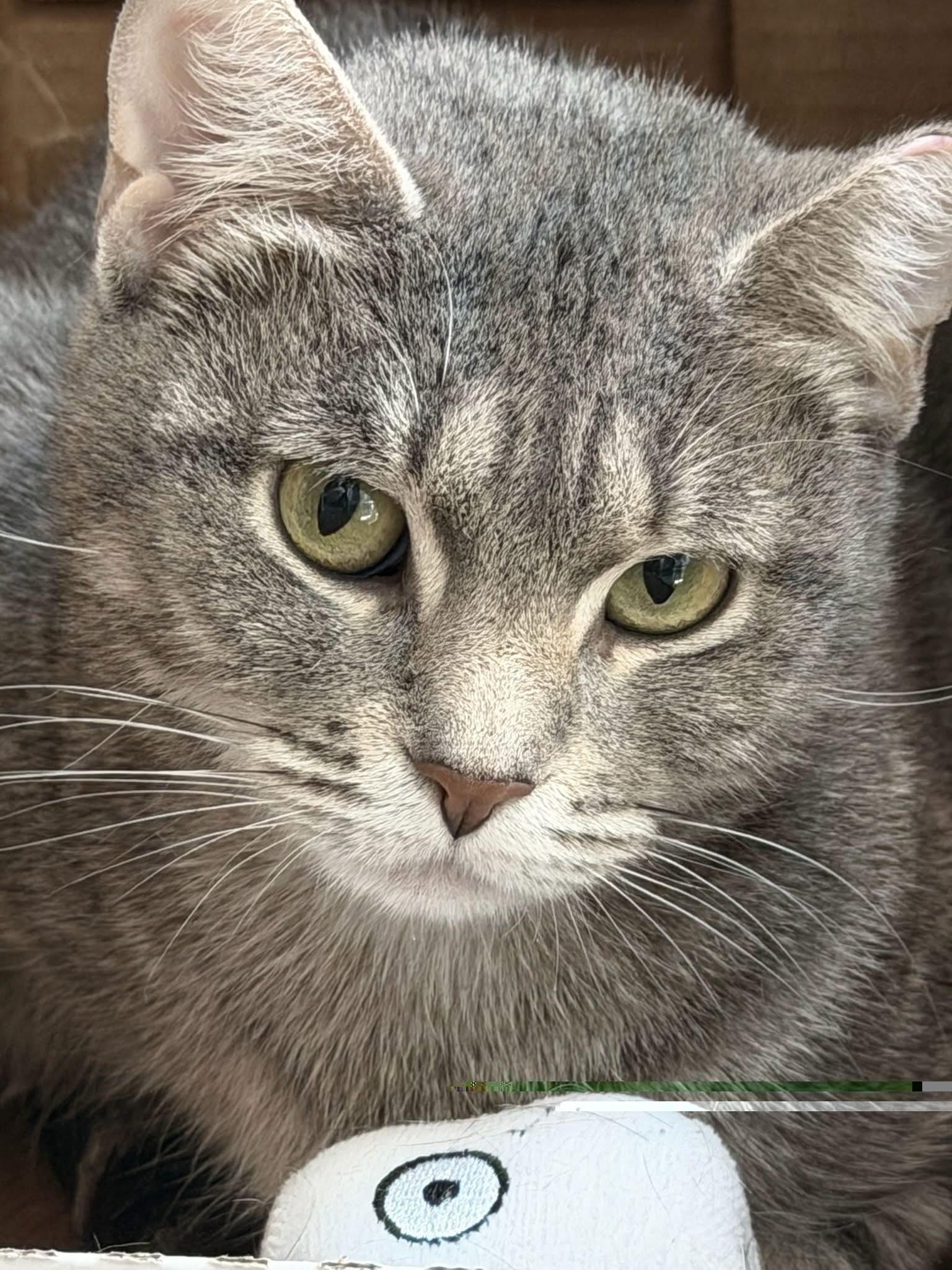 Enlarge Lilly, a ADOPTABLE Domestic Short Hair in Charlestown, RI image 1/3