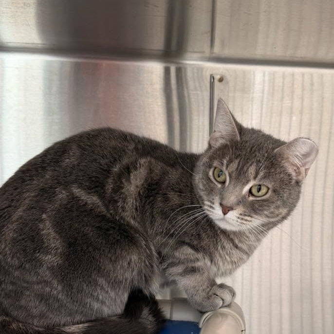 Enlarge Lilly, a ADOPTABLE Domestic Short Hair in Charlestown, RI image 2/3